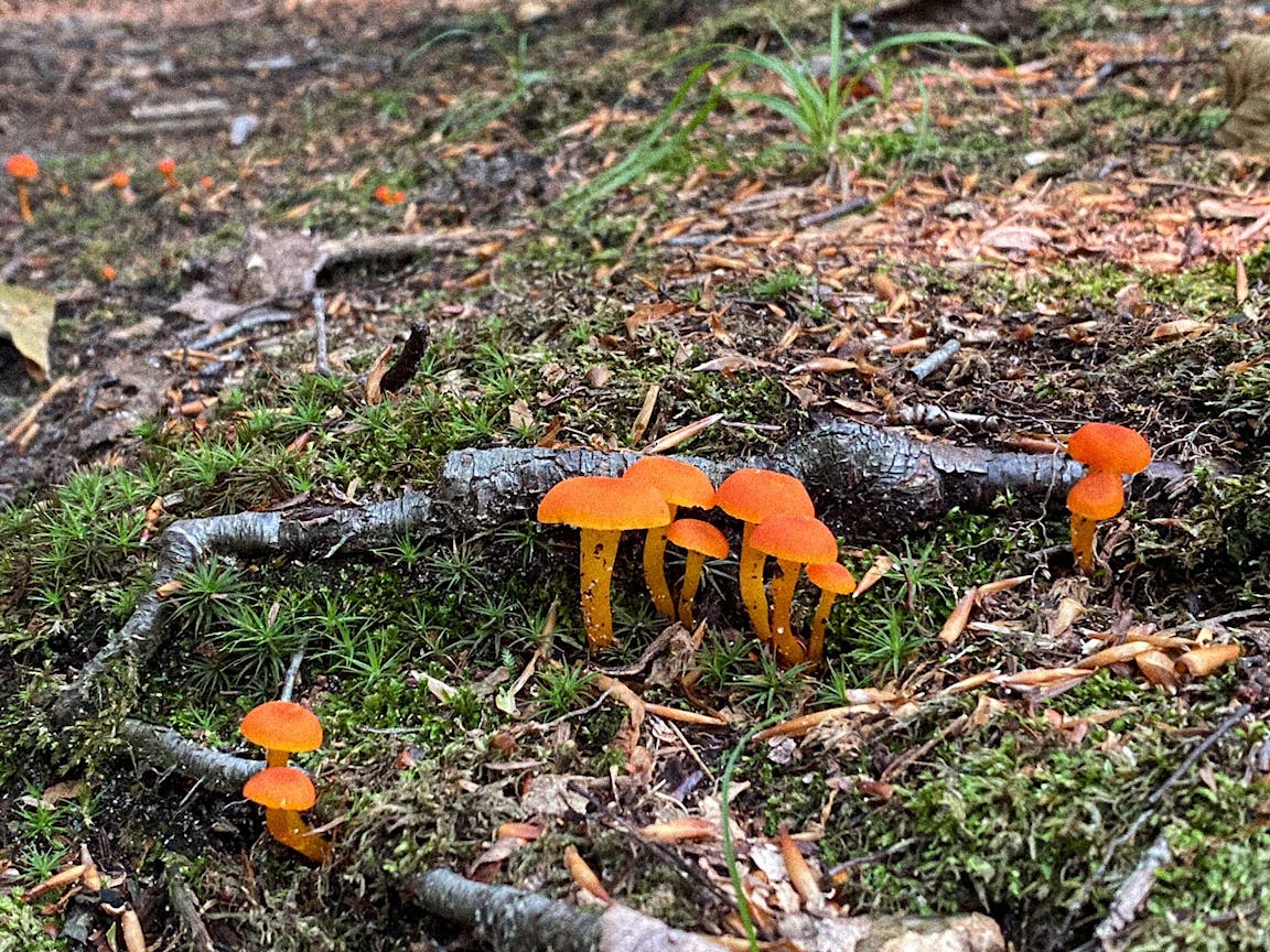 Vivid orange mushrooms grow in a forest.